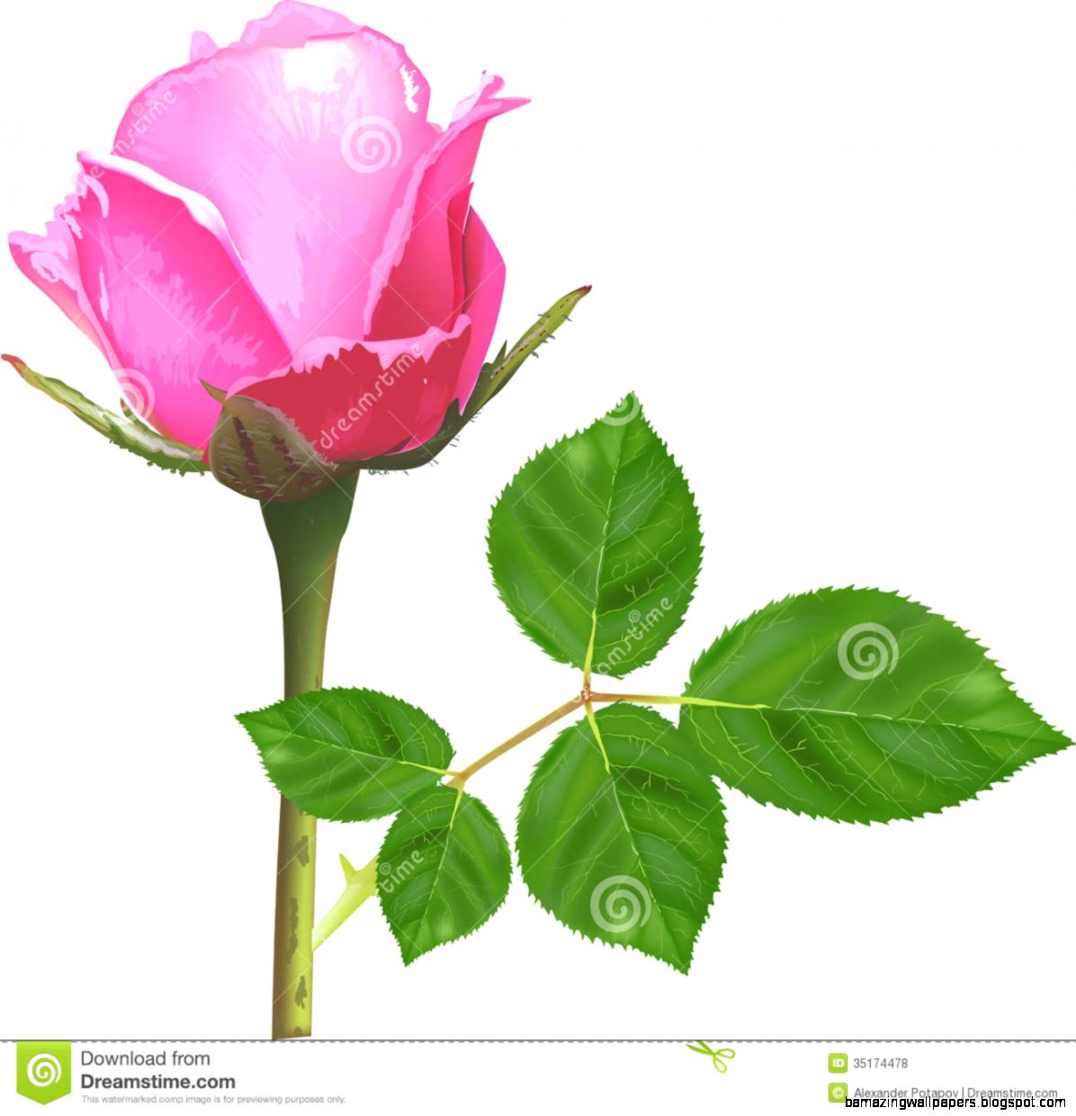 Single Deep Red Rose Flower Isolated On White Royalty Free Stock Single Deep Red Rose Flower Isolated On White Royalty Free Stock