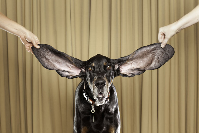 World Record Large Ears