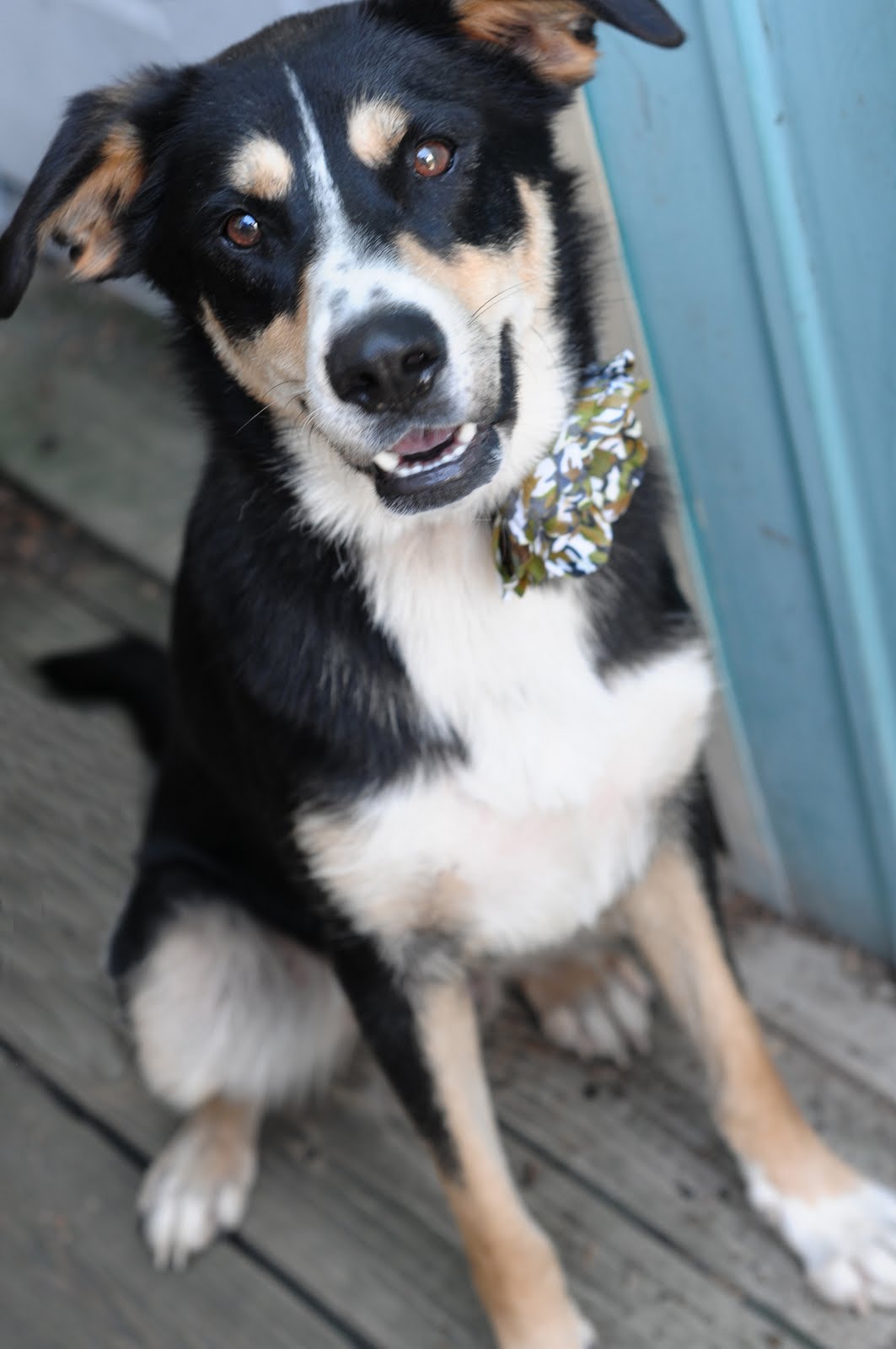 Protective Animal Welfare Society (KC PAWS) Kansas City Pets for