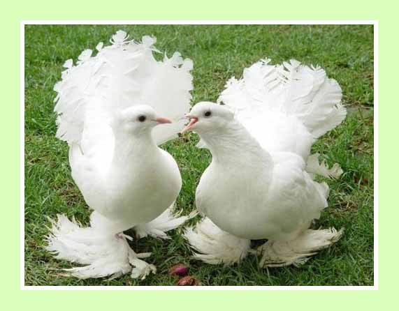 Gambar Foto Burung Dara Merpati Animasi