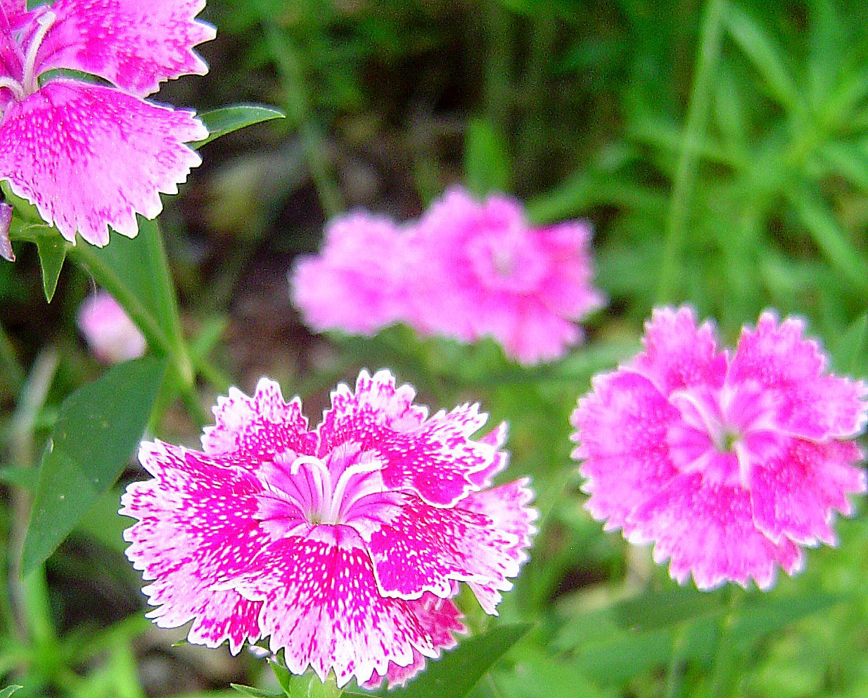 Meadowsweet Cottage Carnation, Lily, Lily, Rose