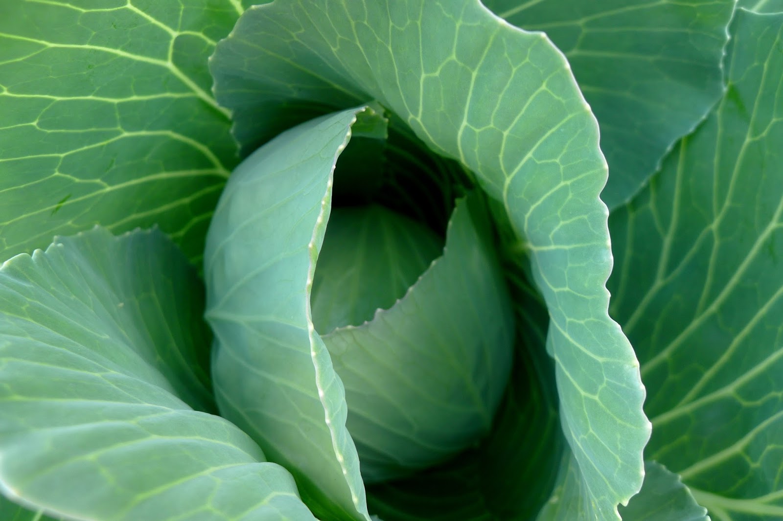 Less Noise, More Green It's time for the annual preserving pep talk