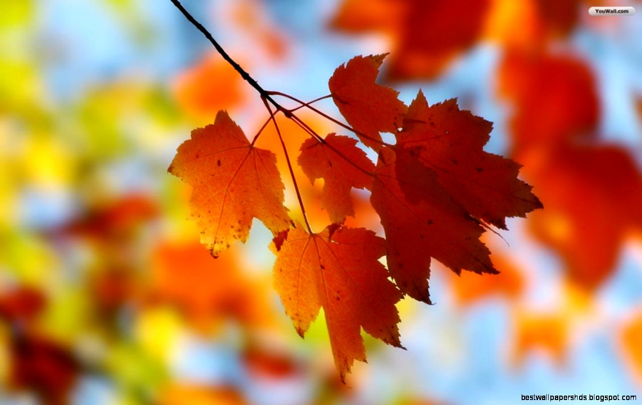 Autumn Leaves Desktop Wallpapers RTJsjG Autumn Leaves Desktop Wallpapers RTJsjG