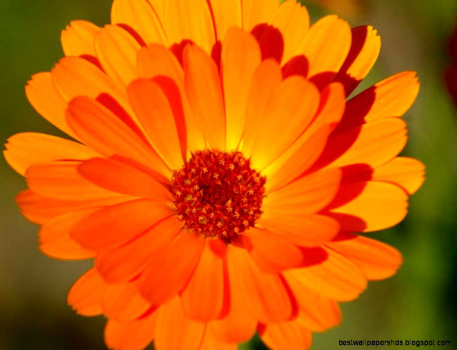 Cool Orange Flower 6900374 Cool Orange Flower 6900374