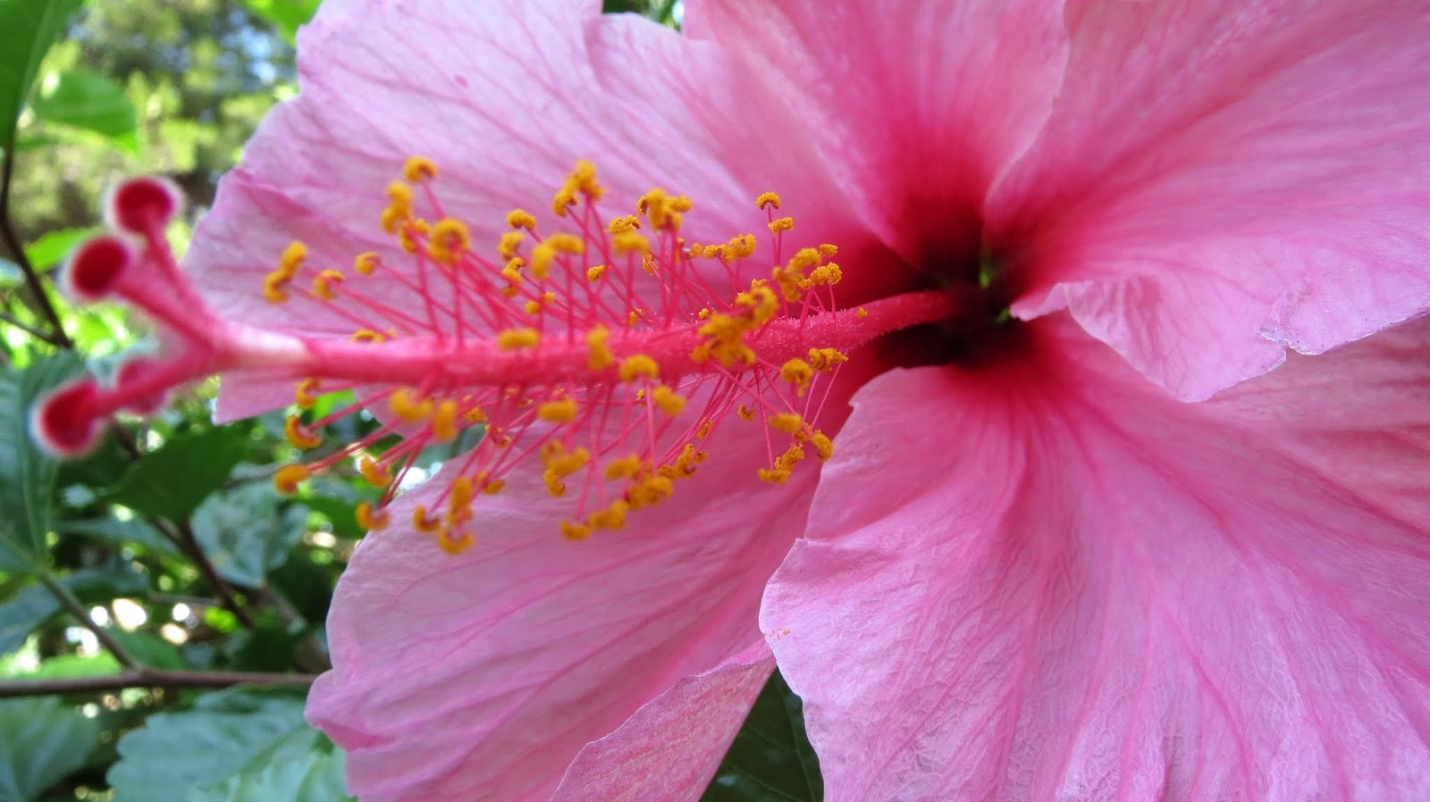 Las imágenes que yo veo Hibiscus. Flor de un solo día. Hibiscus