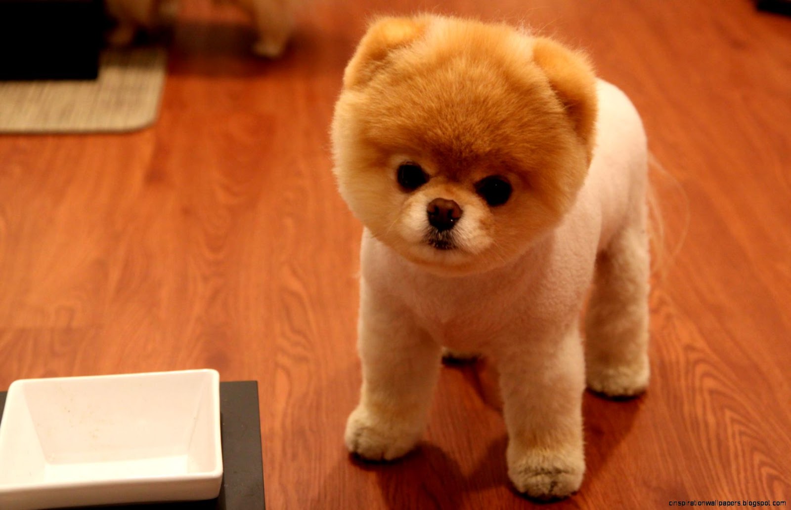 Cute Pomeranian Dog Cute Pomeranian Dog