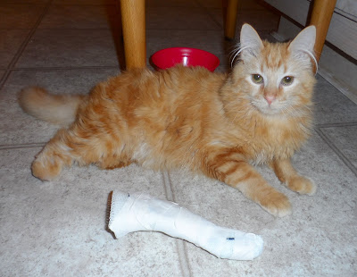 Mika with his OrthoPets Foot and leg Cast