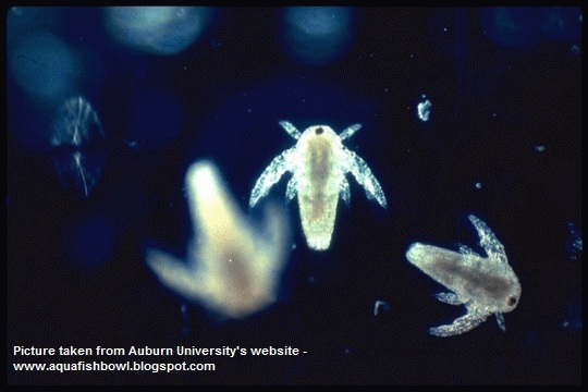 seamonkey under microscope seamonkey under microscope