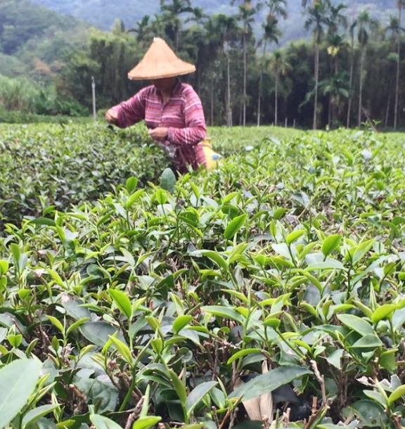 三峽的茶園種植面積將近980公頃,是北部地區重要的茶產地之一,受氣候影響,今年碧螺春茶產量可能大幅減少。 三峽的茶園種植面積將近980公頃,是北部地區重要的茶產地之一,受氣候影響,今年碧螺春茶產量可能大幅減少。