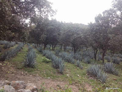 Viva el Tequila en las faldas del Cerro Huicicil