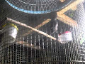 Video Burung Murai