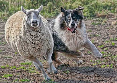 Australian Shepherd Herding Picture