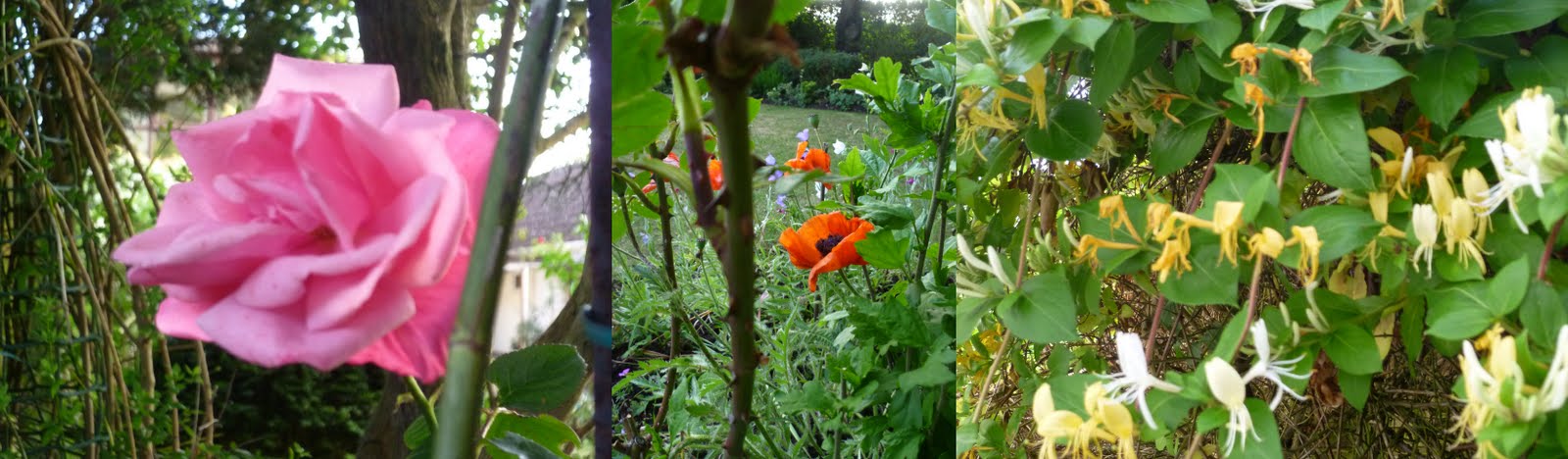 Lupus In Flight The Names Of Things