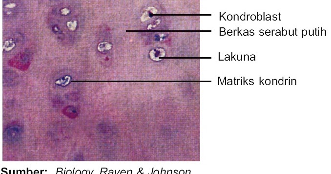 Struktur dan Fungsi Kartilago Fibrosa