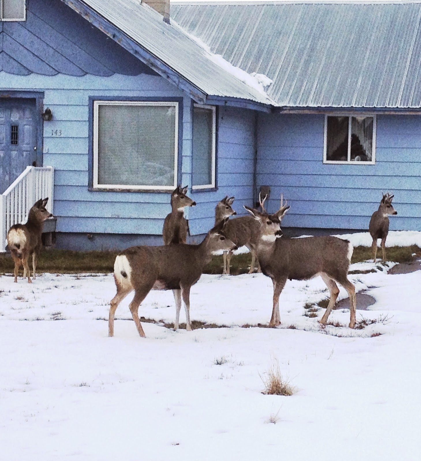 Fruit Tree Pruning at Its Best Protecting your Trees from Deer