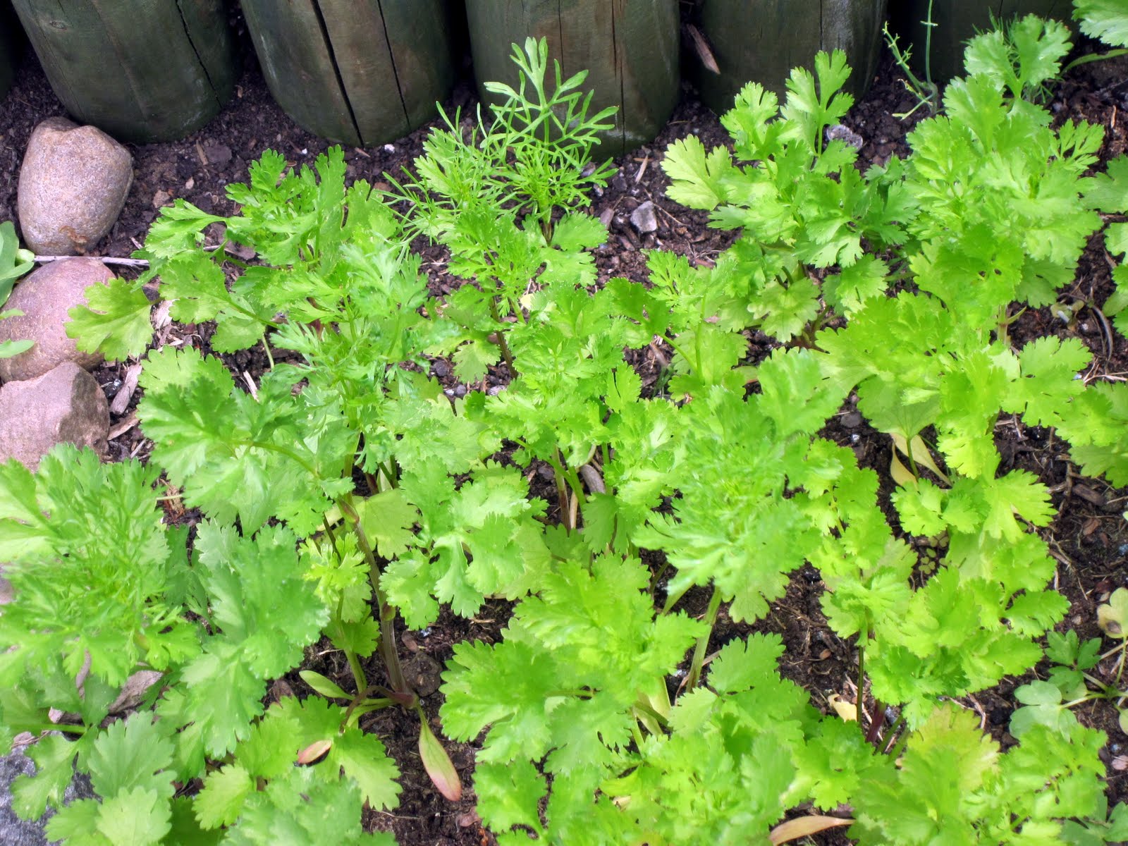 Meaning Of Cilantro