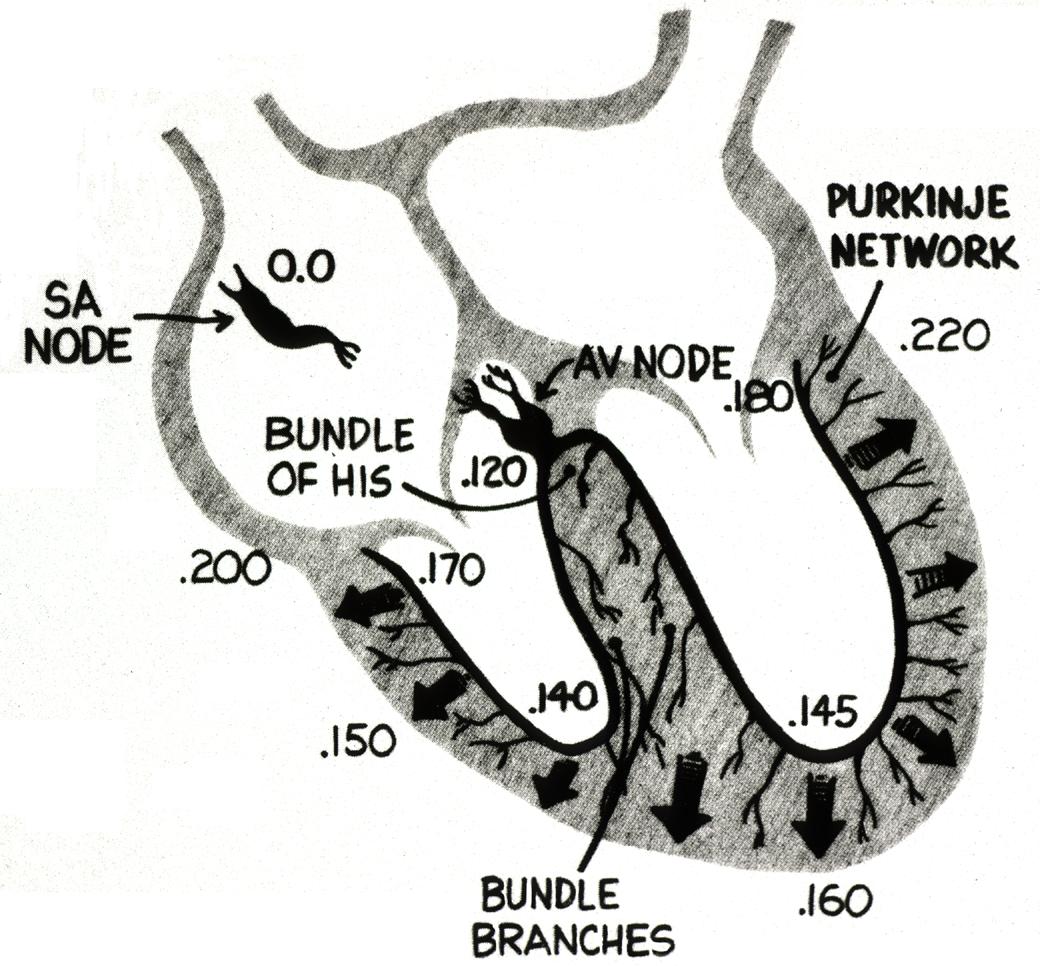 describe the net electrical axis of the heart