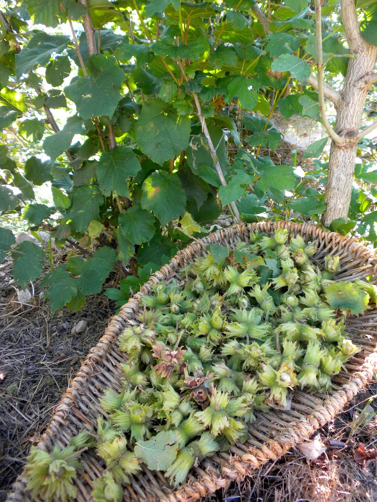 From a Tuscan Hillside Hazelnut Harvest