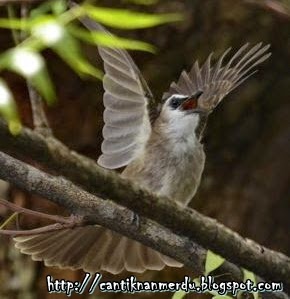 Bpdp Research Mengenal Burung Trucukan Jantan Dan Tips Membuat