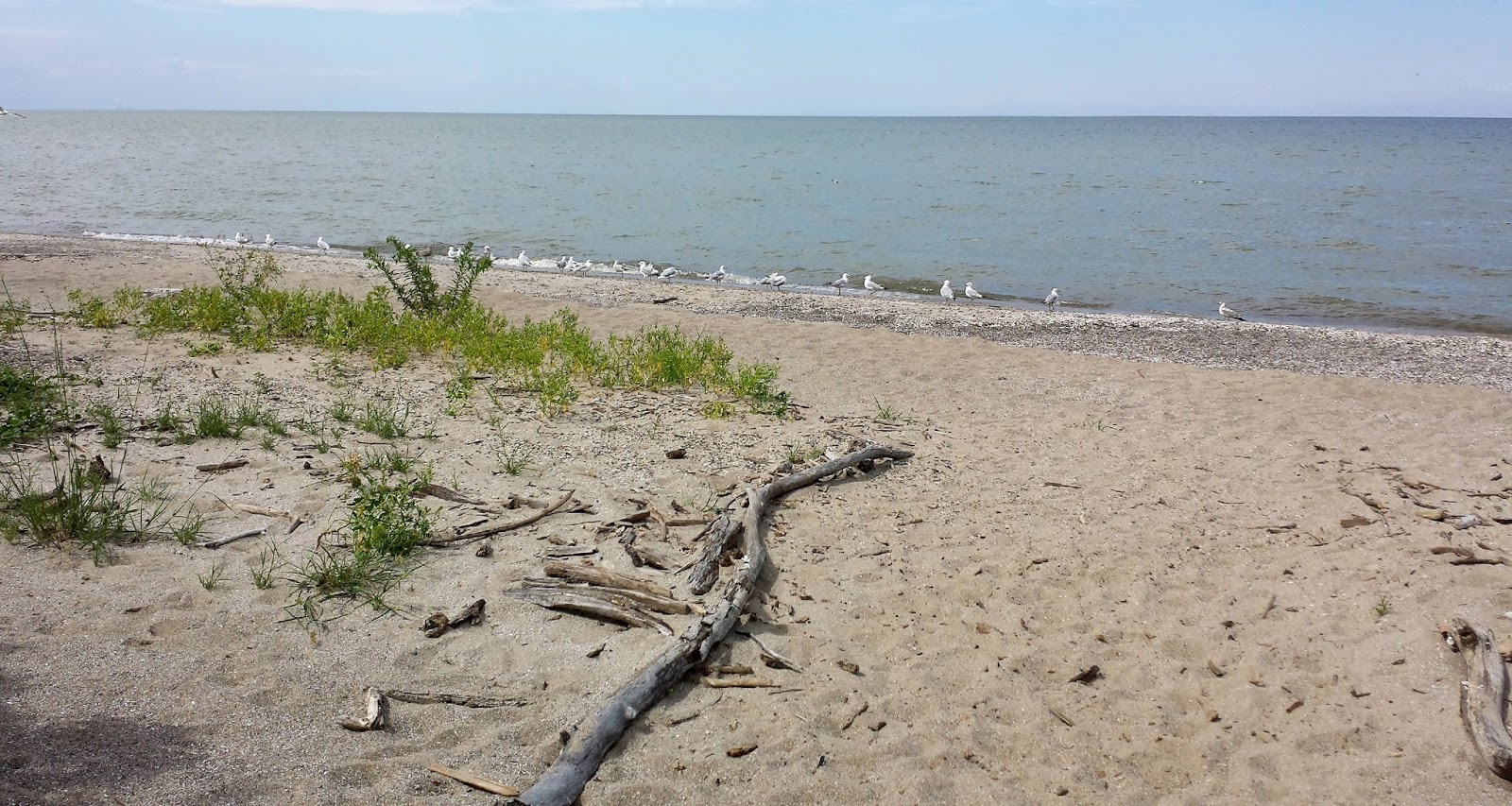 Power of the Flower Ohio Trip....Black Swamp, Marsh Mallow, Lake Erie