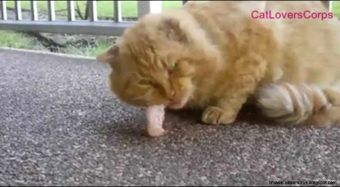 Cat Eat Chicken Wings Funny Cats Eating Food YouTube Cat Eat Chicken Wings Funny Cats Eating Food YouTube