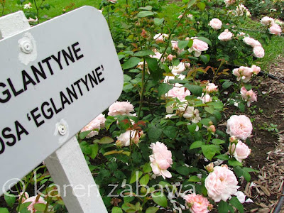 Eglantyne rose at BRG, David Austin Rose.