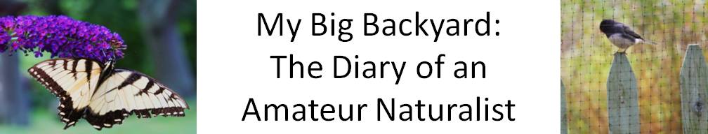 My Big Backyard: The Diary of An Amateur Naturalist