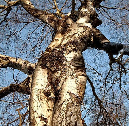 femme-arbre.jpg