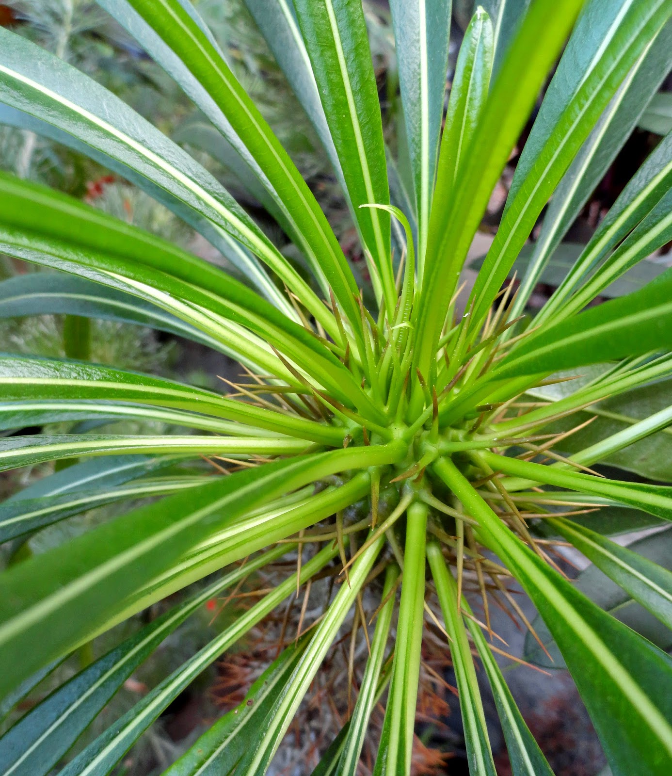 danger garden Powder and spikes, an odd combination of