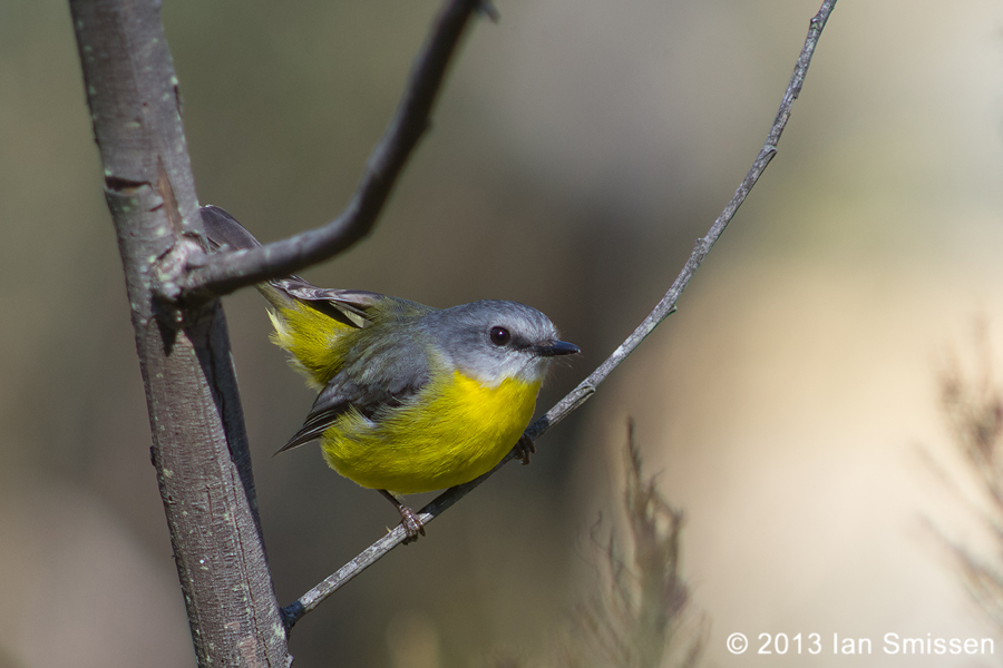 A passion for birds... Brisbane Ranges Bush Birds