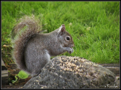 Our New Garden Friend