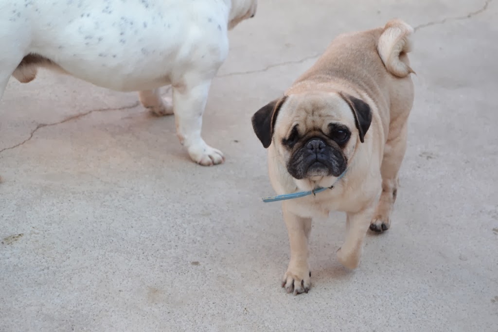 Lebensretter für Hunde aus Tötungsstation gesucht! Kleine Hunde