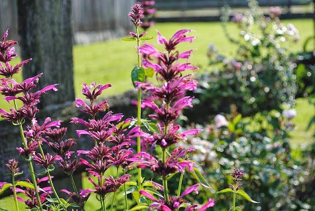 [Bild: 1_Agastache_torentilMonarda_20131008.jpg]