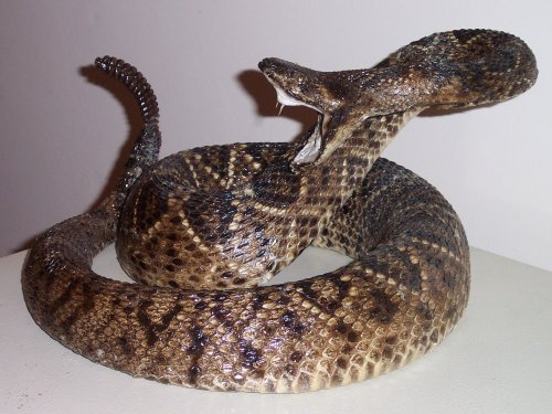 Rattlesnake Photos