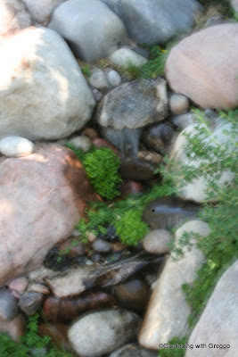 Gardening with Greggo: July 2011