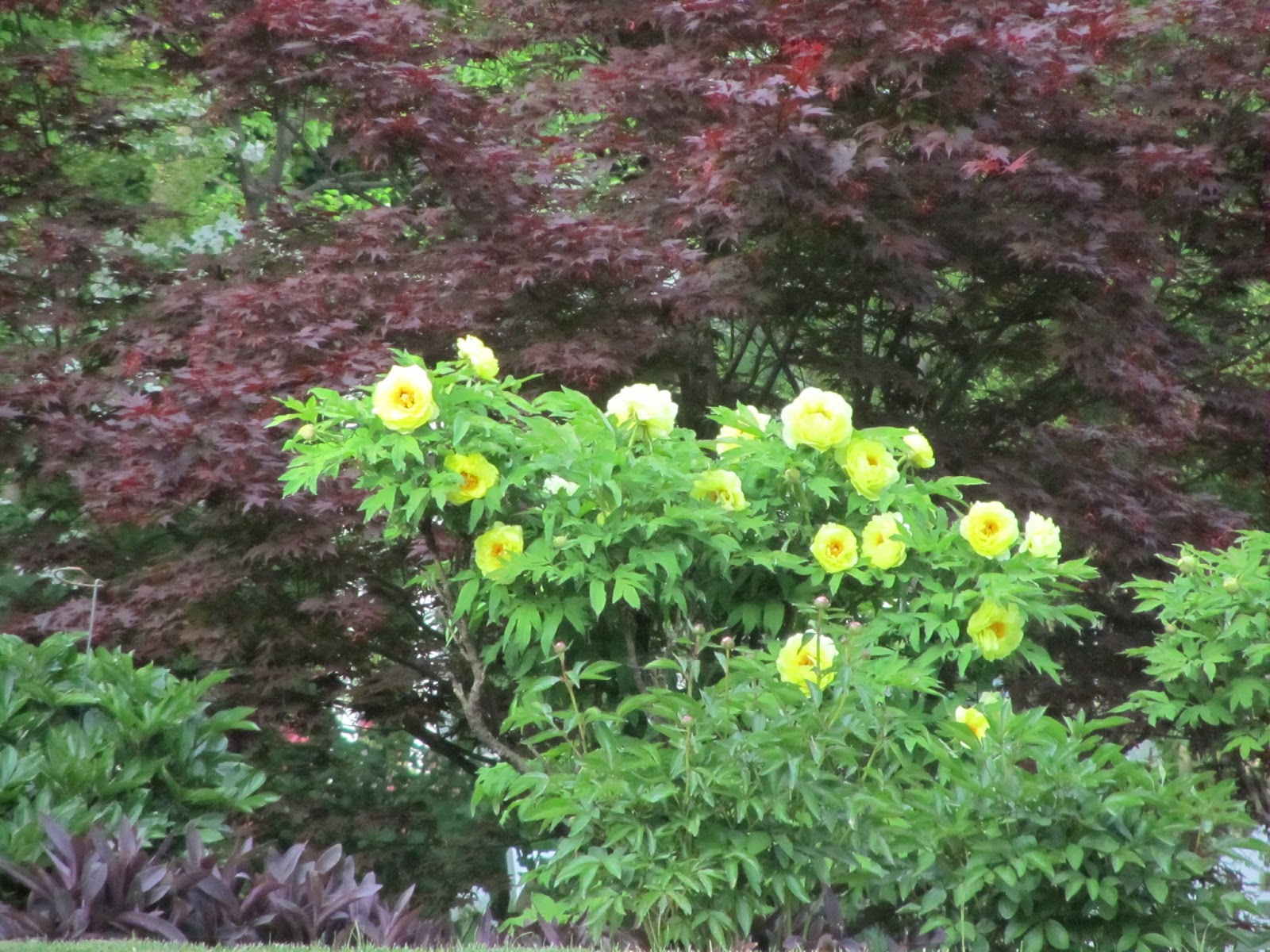 Southern Peony 2013 Beautiful Yellow Tree Peony
