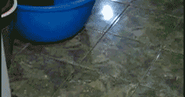 introducing the new gifs spider cat laser pointer