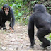 Comer macacos poderia levar a humanidade a uma crise com um vírus parente do HIV