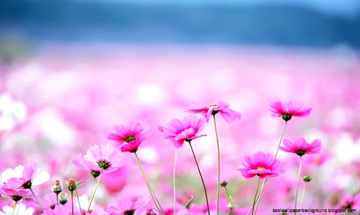 wallpaper hd flowers wallpaper hd flowers