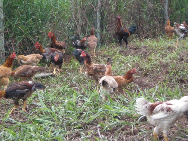 Bisnisbeternak Tips Meningkatkan Produktivitas Ayam Kampung