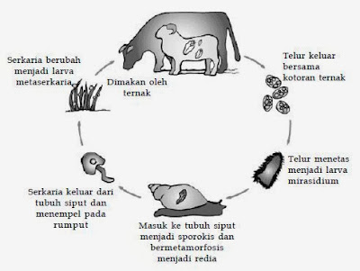 Siklus hidup fasciola hepatica