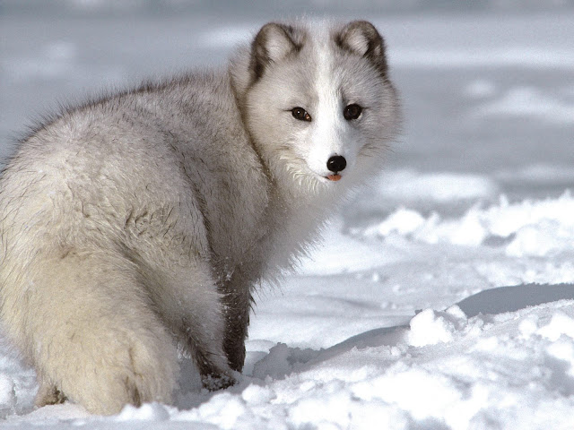 صور حيوانات رائعة جدا Arctic+Fox