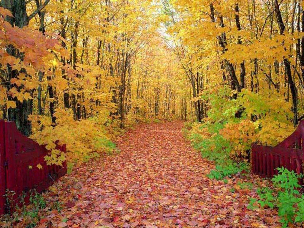 seasonal autumn