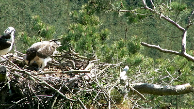 Female osprey feeds chicks Female osprey feeds chicks