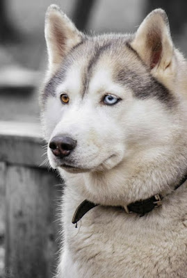 Siberian Husky dog