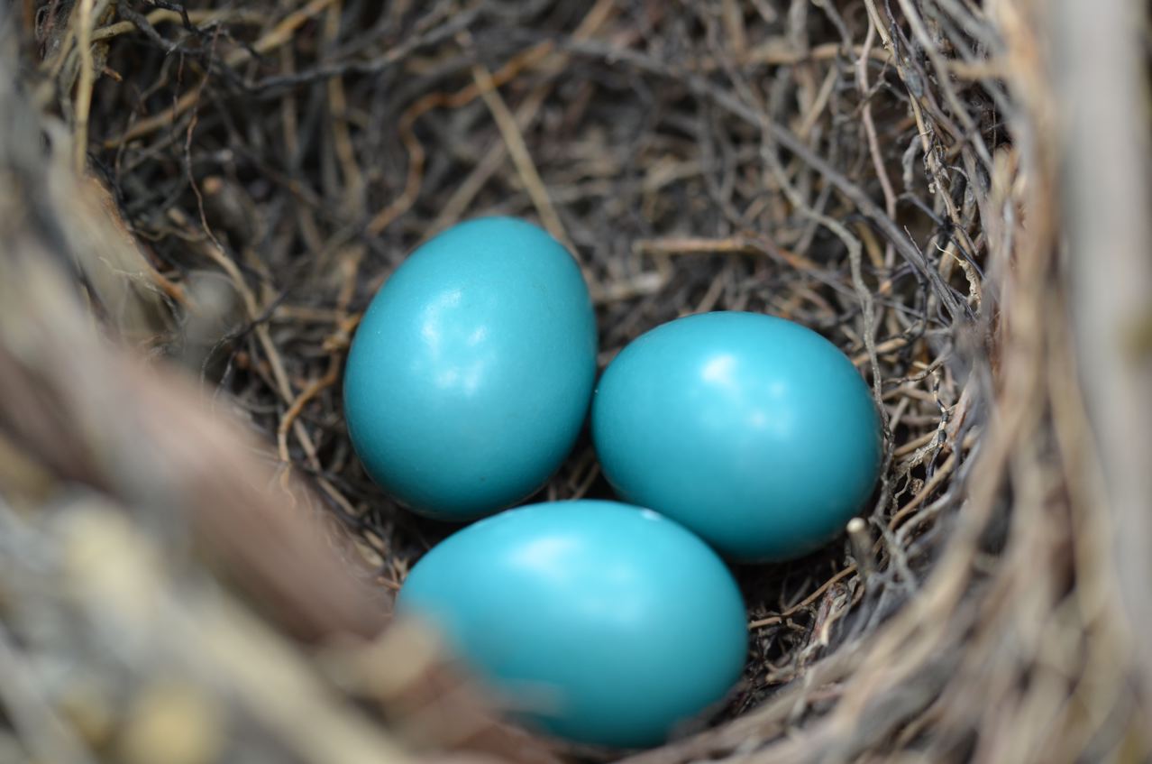 Glimpses of North and Middle Garden Walkabouts Flower Hill Farm Retreat