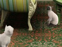 catstory-7.jpg
