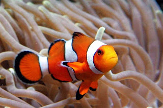 Clownfish / ikan anemon / ikan badut / ikan nemo