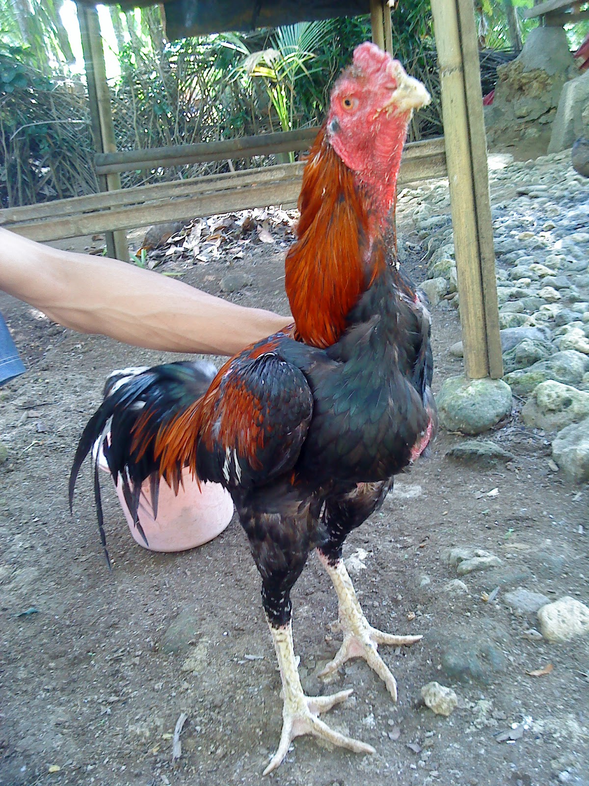 20 foto lucu ayam jago Lucu Sekali Ayo Ketawa