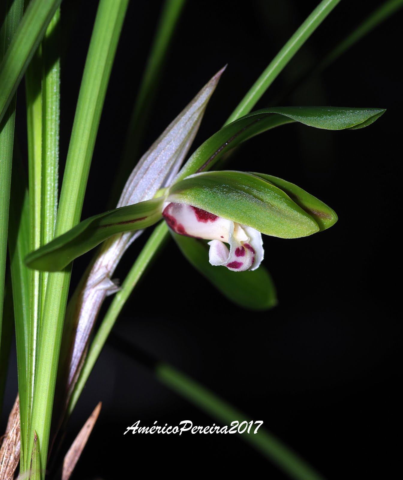 Cymbidium serratum